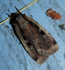 Eueretagrotis sigmoides