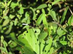 Erythrodiplax unimaculata