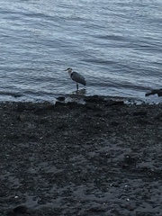 Ardea cinerea