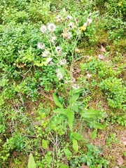 Hieracium sylvularum
