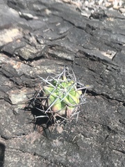 Discocactus diersianus