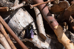 Xylocopa