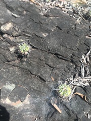 Discocactus diersianus