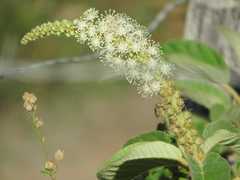 Croton heliotropiifolius