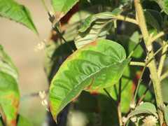 Croton heliotropiifolius