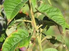 Croton heliotropiifolius