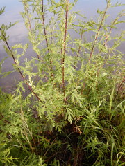 Artemisia gmelinii