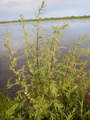 Artemisia gmelinii