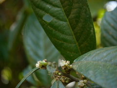 Symplocos macrophylla