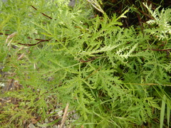 Artemisia gmelinii