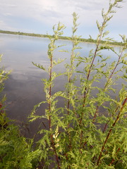 Artemisia gmelinii