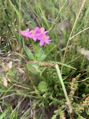 Centaurium erythraea capitatum