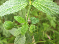 Hibiscus micranthus