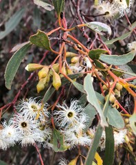 Eucalyptus calycogona