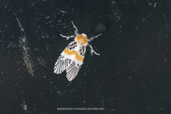 Indiania eccentropis