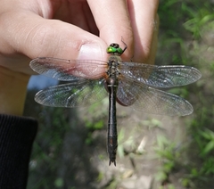 Cordulia aenea amurensis