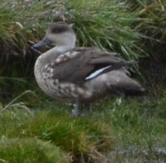 Lophonetta specularioides specularioides