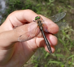 Cordulia aenea amurensis
