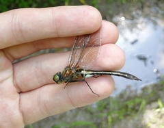 Cordulia aenea amurensis