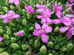 Silene acaulis exscapa