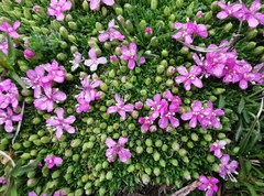 Silene acaulis exscapa