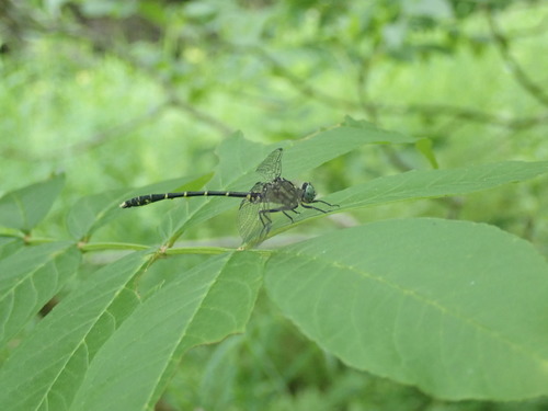 Stylogomphus albistylus image