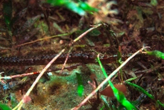 Vanacampus poecilolaemus