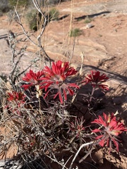 Castilleja scabrida scabrida