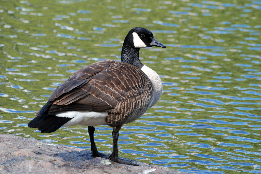 Todd's Canada Goose