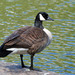 Todd's Canada Goose - Photo (c) Don Faulkner, some rights reserved (CC BY-SA)