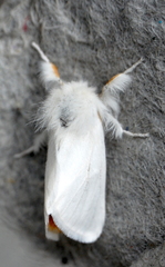 Euproctis chrysorrhoea