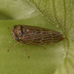 Agallia quadripunctata
