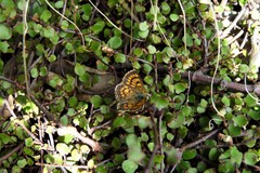 Lycaena salustius