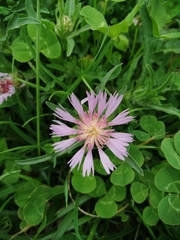 Centaurea pullata