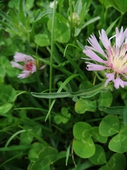 Centaurea pullata