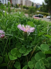 Centaurea pullata
