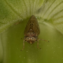 Agallia quadripunctata