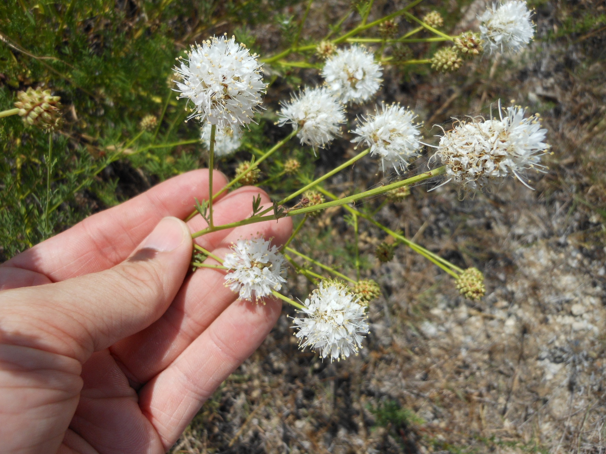 Dalea multiflora