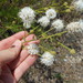 Dalea multiflora - Photo (c) Sam Kieschnick, algunos derechos reservados (CC BY), subido por Sam Kieschnick