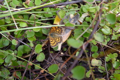 Lycaena salustius
