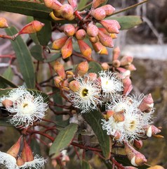 Eucalyptus calycogona