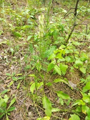 Polygala wolfgangiana