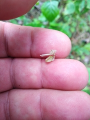 Polygala wolfgangiana
