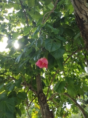 Thespesia grandiflora