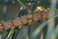 Misophrice hispida