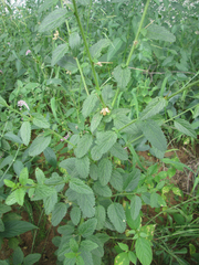 Hibiscus micranthus