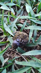 Gymnopleurus miliaris