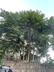 Ailanthus altissima