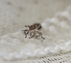 Misophrice hispida