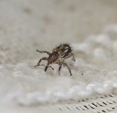 Misophrice hispida